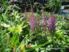 Picture of Astilbe Chinensis