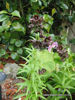 Picture of Fritillaria Camshatcensis