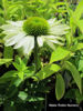 Picture of Echinacea purpurea 'White Swan'