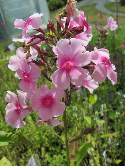 Picture of Phlox paniculata Pale Pink