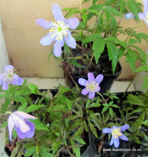 Picture of Anemone nemorosa