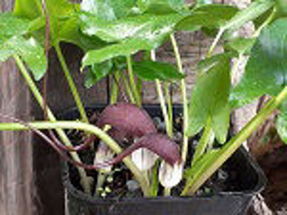 Picture of Arisarum probosideum