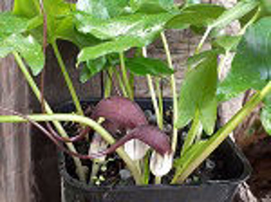 Picture of Arisarum probosideum