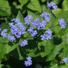 Picture of Brunnera macrophylla