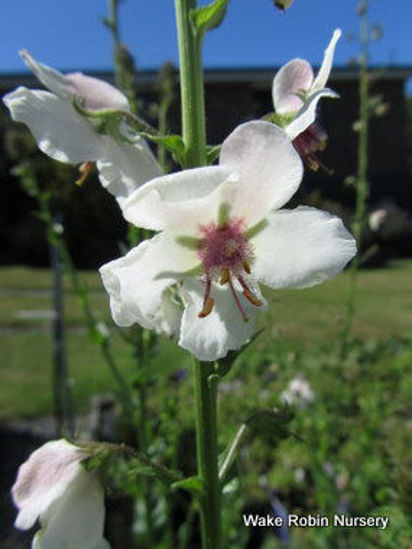 Picture of Verbascum chaixii 'Album'