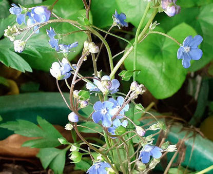 Picture of Omphalodes 'Kuzinskyana'