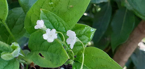 Picture of Omphalodes Verna 'Alba'