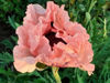 Picture of Papaver orientale 'Princess Victoria Louise'