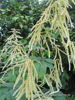 Picture of Aruncus dioicus