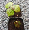 Picture of Podophyllum emodi (May Apple)