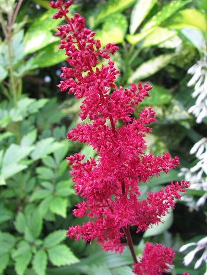 Picture of Astilbe arendsii 'Fanal'