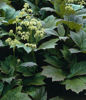 Picture of Rodgersia podophylla