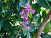 Picture of Corydalis Pink