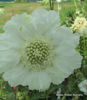 Picture of Scabiosa caucasica 'Fama White'