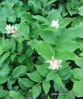 Picture of Maimanthemum racemosum