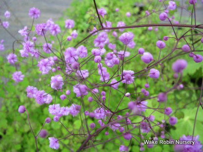 Picture of Thalictrum delavayi 'Hewitts Double'