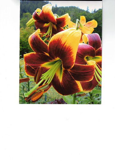 Picture of Lilium Red Morning