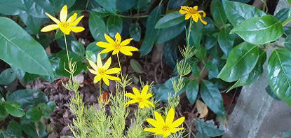 Picture of Coreopsis verticillata