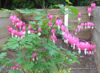 Picture of Dicentra spectabilis