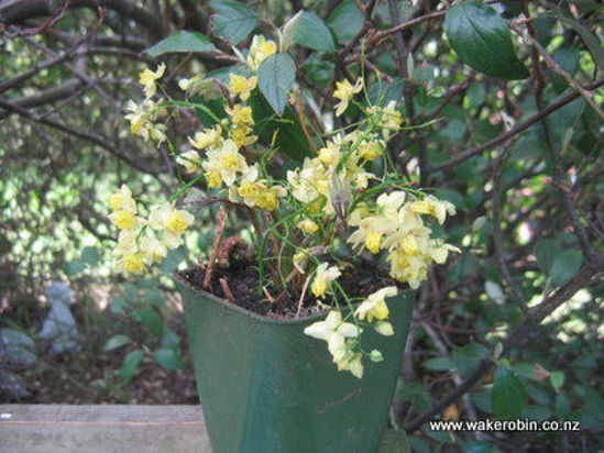 Picture of Epimedium x versicolor 'Sulphureum'