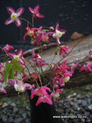 Picture of Epimedium x Rubrum