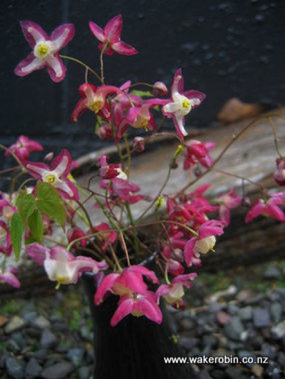 Picture of Epimedium x Rubrum