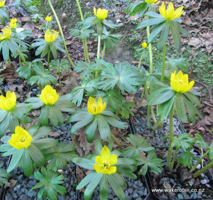 Picture of Eranthis hyemalis