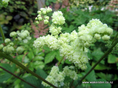 Picture of Filipendula Double Cream