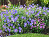 Picture of Geranium x "Johnstons Blue"