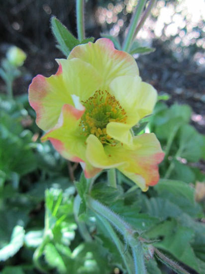 Picture of Geum rivale - lemon/pink