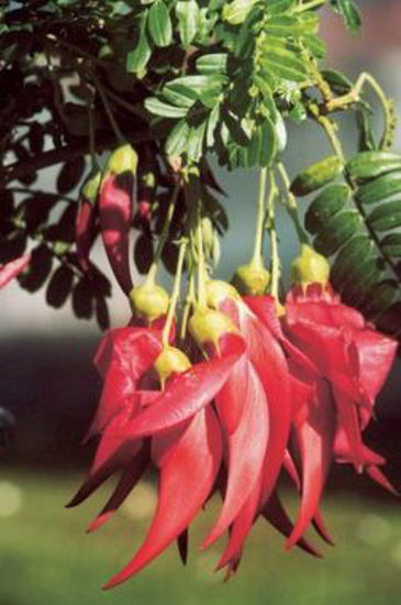 Picture of Clianthus puniceus