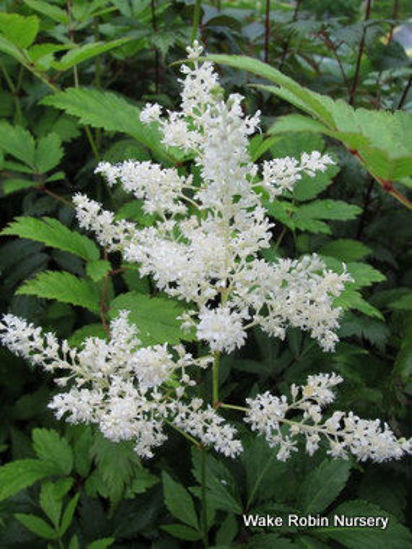 Picture of Astilbe 'Diamante'