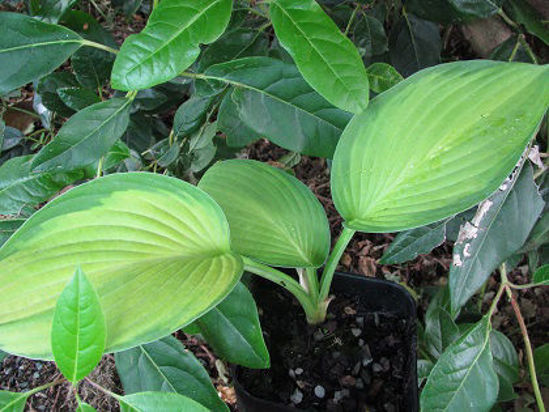 Picture of Hosta fortunei 'Gold Standard'