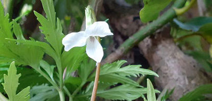 Picture of Viola Japonica (Japanese Violet)