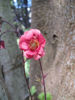 Picture of Geum rivale 'Roseum'