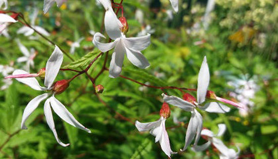 Picture of Gillenia trifoliata