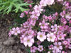 Picture of Gypsophila repens Rosea