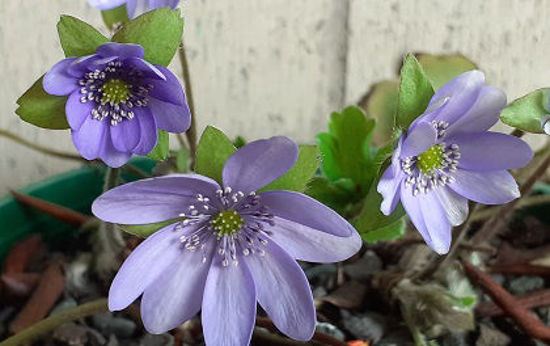 Picture of Hepatica nobilis