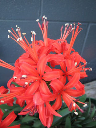 Picture of Nerine 'Fothergilla Major'