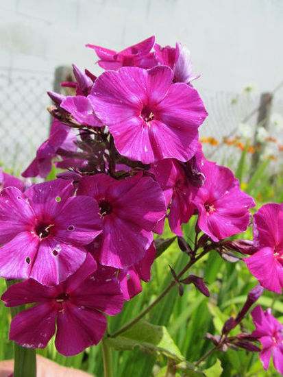 Picture of Phlox Paniculata "Le Madhi"