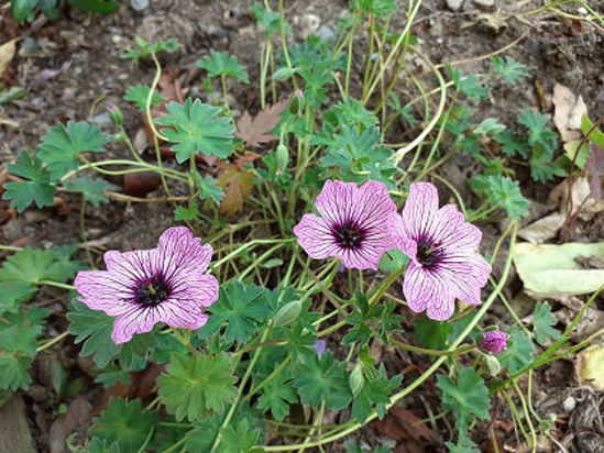 Picture of Geranium cinereum 'Ballerina'