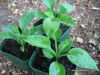 Picture of Hosta 'Kiwiskyscraper'