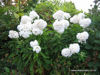 Picture of Phlox Paniculata 'White Admiral'