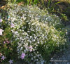 Picture of Gypsophila repens 'Alba'