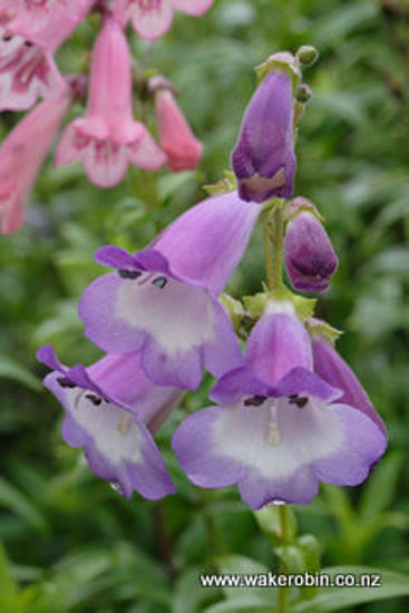 Picture of Penstemon 'Alice Hindley'