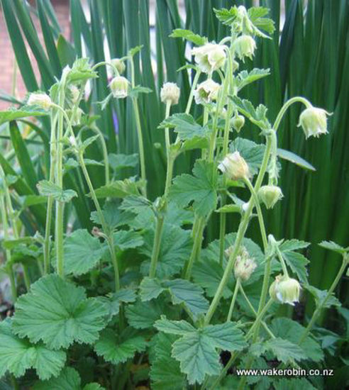 Picture of Geum Rivale 'Alba'