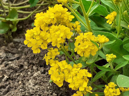 Picture of Alyssum saxatilils