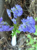 Picture of Aconitum Napellus