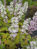 Picture of Salvia schlarea turkestanica var. "Vatican White'