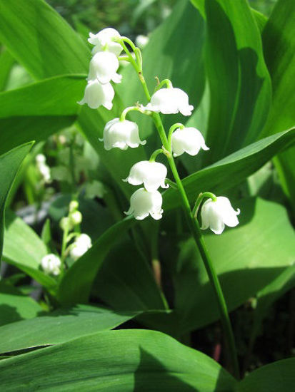 Picture of Convallaria majalis 'Fortin's Giant'
